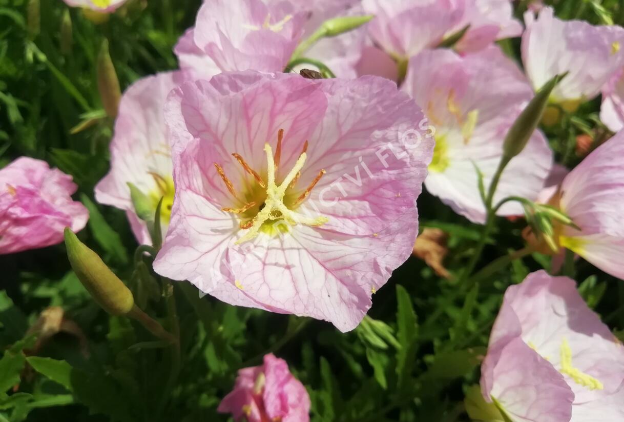 Pupalka 'Siskiyou Pink' - Oenothera speciosa 'Siskiyou Pink'