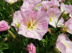 Pupalka 'Siskiyou Pink' - Oenothera speciosa 'Siskiyou Pink'