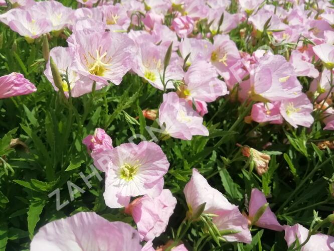 Pupalka 'Siskiyou Pink' - Oenothera speciosa 'Siskiyou Pink'