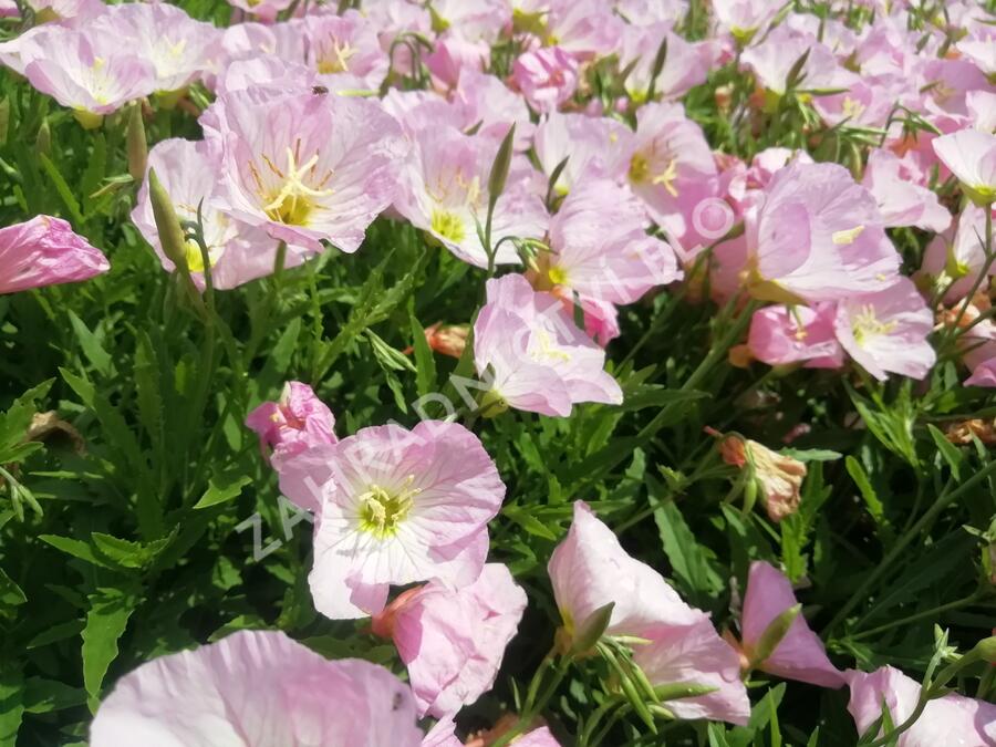 Pupalka 'Siskiyou Pink' - Oenothera speciosa 'Siskiyou Pink'