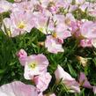 Pupalka 'Siskiyou Pink' - Oenothera speciosa 'Siskiyou Pink'