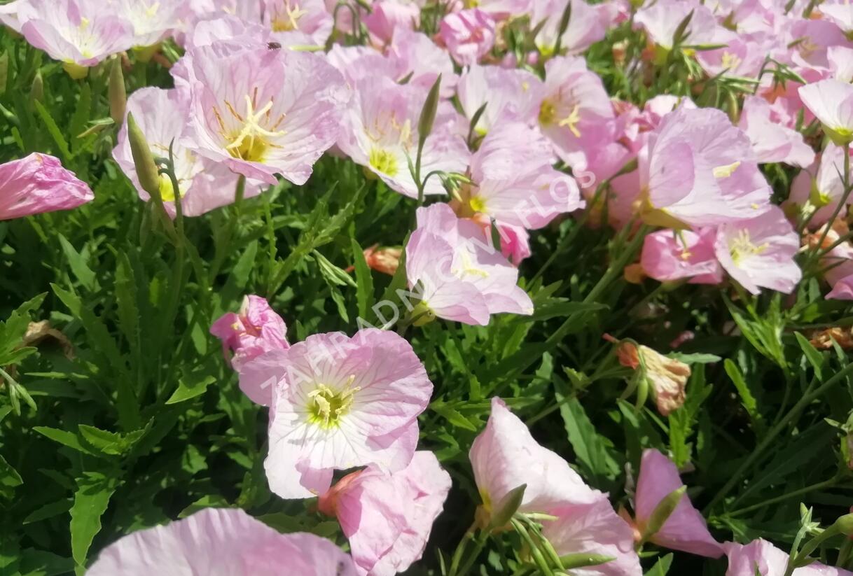 Pupalka 'Siskiyou Pink' - Oenothera speciosa 'Siskiyou Pink'