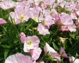 Pupalka 'Siskiyou Pink'