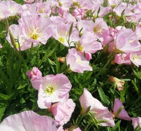 Pupalka 'Siskiyou Pink' - Oenothera speciosa 'Siskiyou Pink'