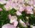 Pupalka 'Siskiyou Pink'