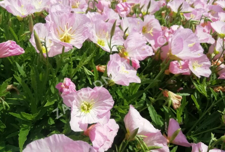 Pupalka 'Siskiyou Pink' - Oenothera speciosa 'Siskiyou Pink'