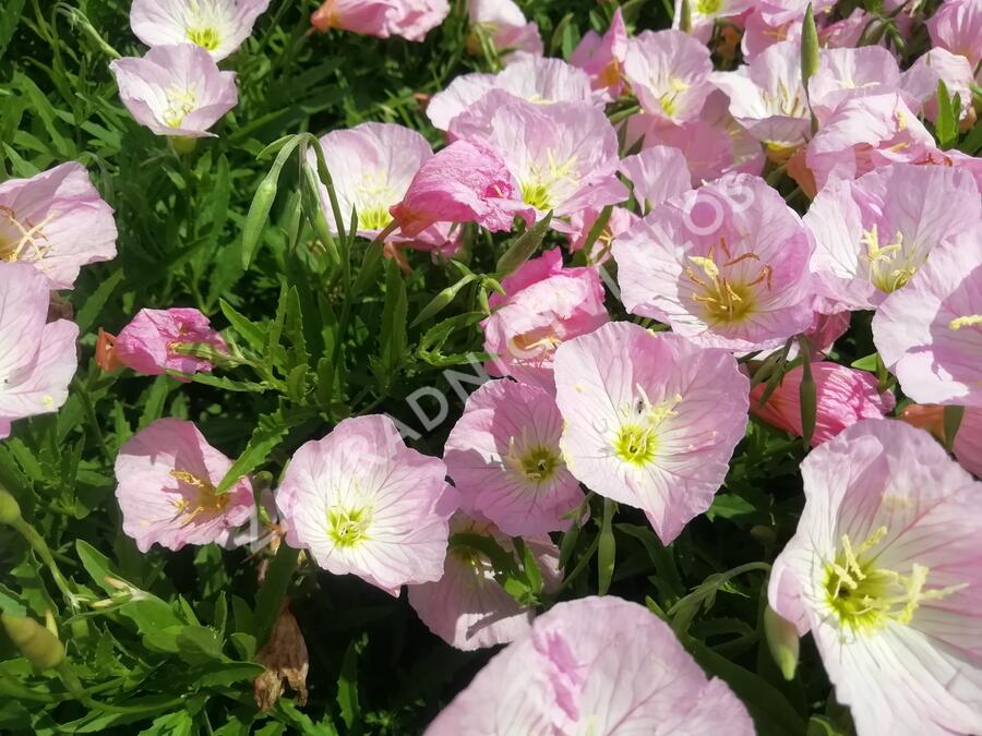 Pupalka 'Siskiyou Pink' - Oenothera speciosa 'Siskiyou Pink'