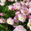 Pupalka 'Siskiyou Pink' - Oenothera speciosa 'Siskiyou Pink'