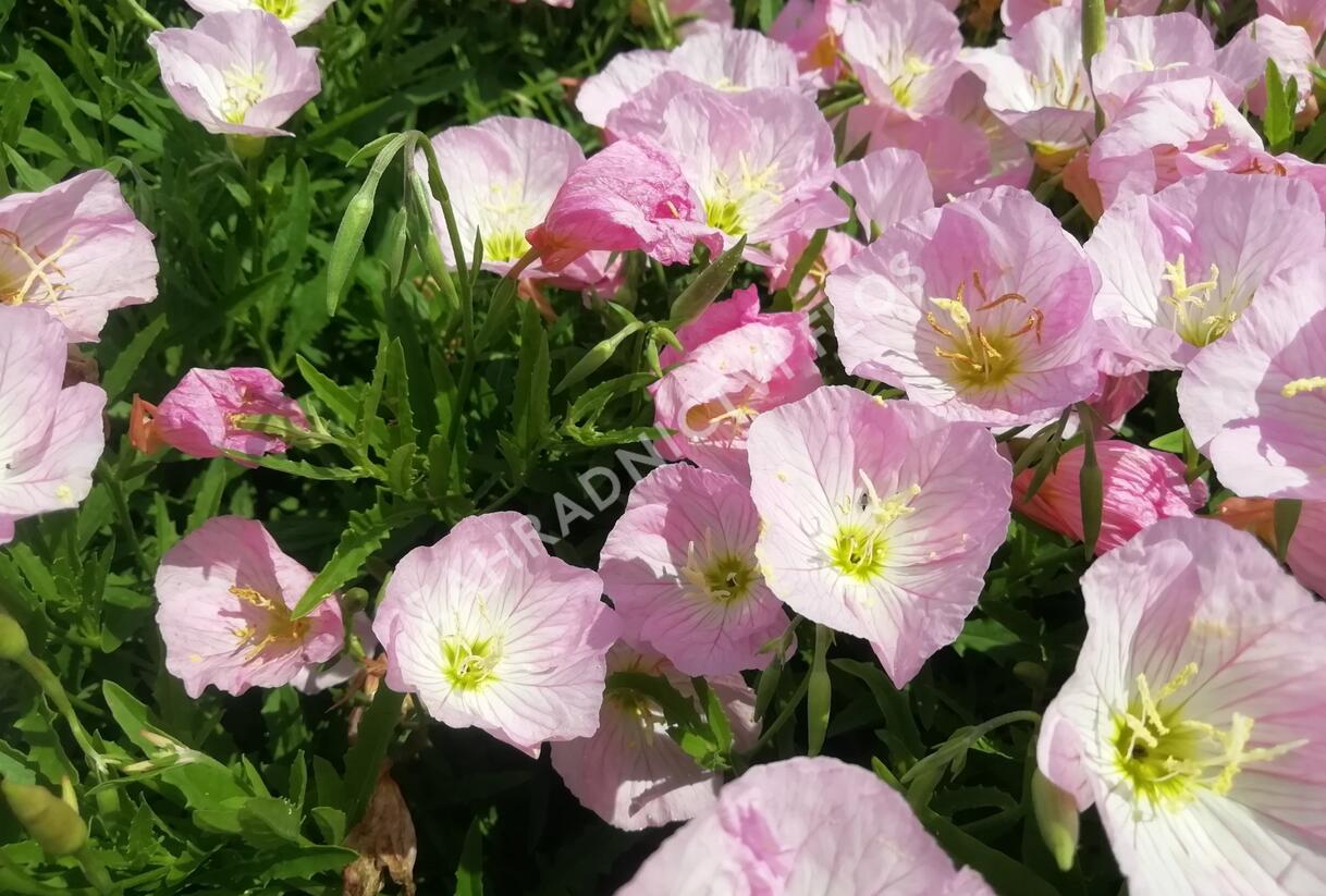 Pupalka 'Siskiyou Pink' - Oenothera speciosa 'Siskiyou Pink'