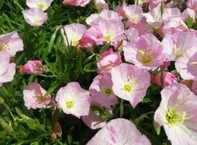 Pupalka 'Siskiyou Pink' - Oenothera speciosa 'Siskiyou Pink'