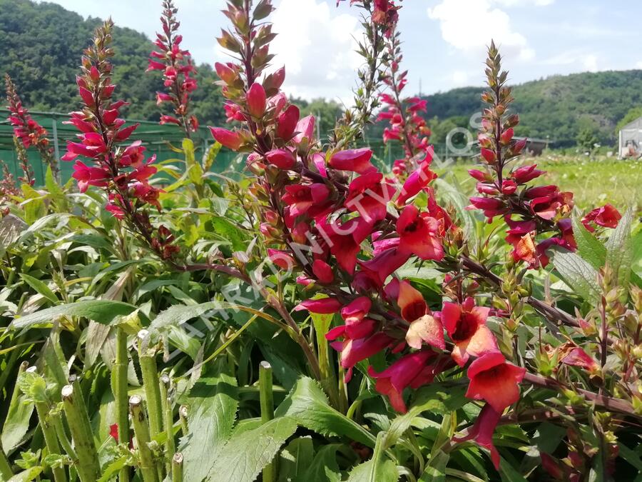 Náprstník 'Illumination Cherry Brandy' - Digitalis x hybrida 'Illumination Cherry Brandy'