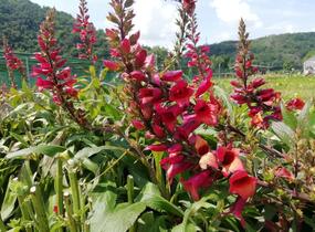 Náprstník 'Illumination Cherry Brandy' - Digitalis x hybrida 'Illumination Cherry Brandy'