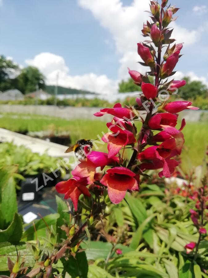 Náprstník 'Illumination Cherry Brandy' - Digitalis x hybrida 'Illumination Cherry Brandy'
