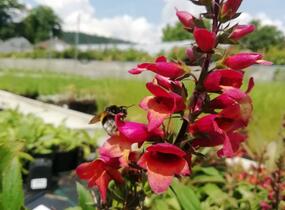 Náprstník 'Illumination Cherry Brandy' - Digitalis x hybrida 'Illumination Cherry Brandy'