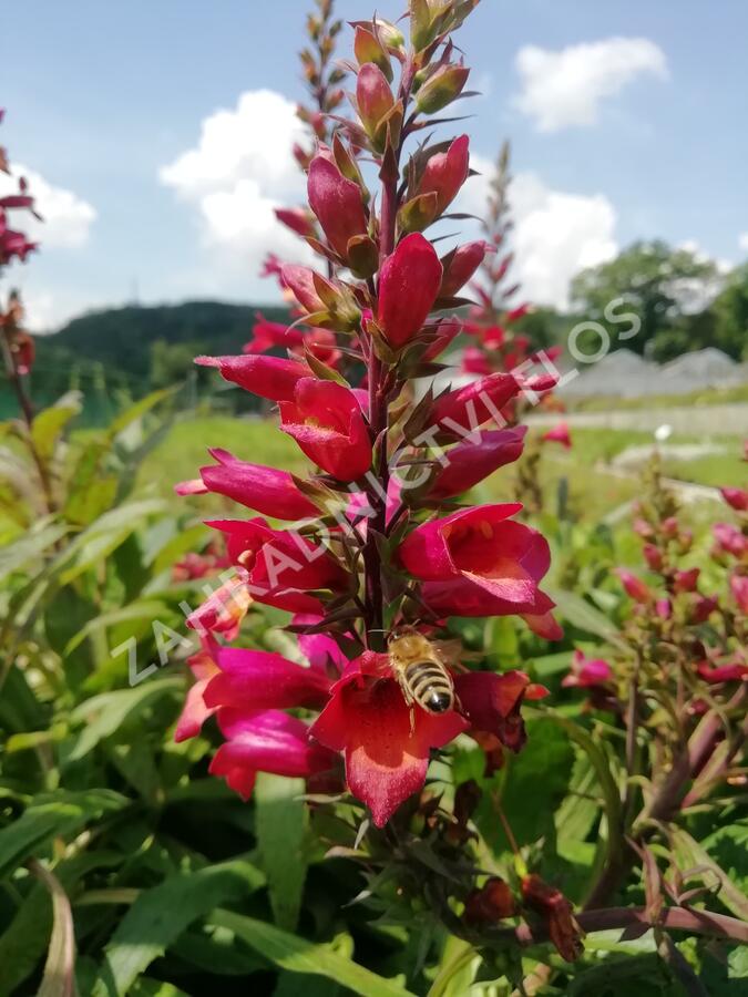 Náprstník 'Illumination Cherry Brandy' - Digitalis x hybrida 'Illumination Cherry Brandy'