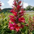 Náprstník 'Illumination Cherry Brandy' - Digitalis x hybrida 'Illumination Cherry Brandy'