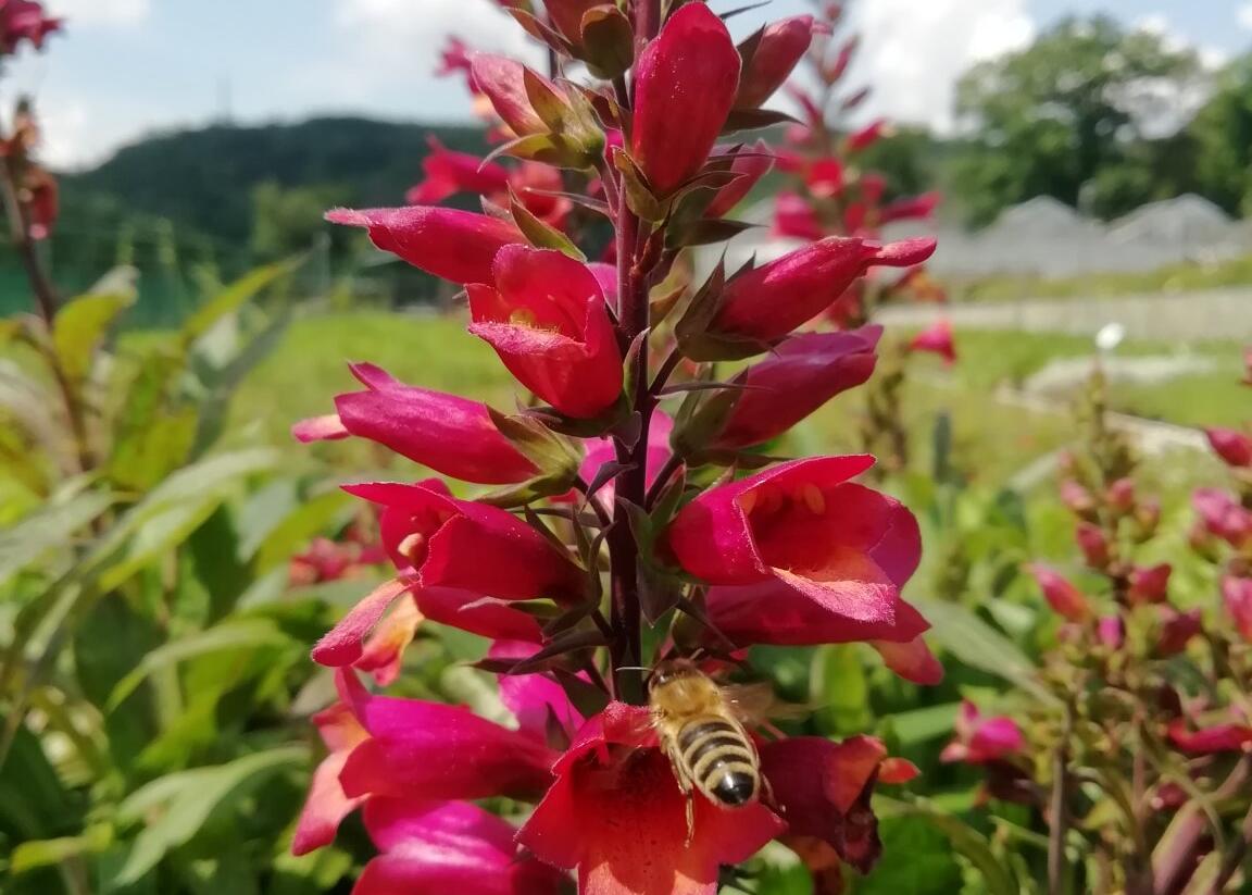 Náprstník 'Illumination Cherry Brandy' - Digitalis x hybrida 'Illumination Cherry Brandy'
