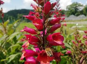 Náprstník 'Illumination Cherry Brandy' - Digitalis x hybrida 'Illumination Cherry Brandy'