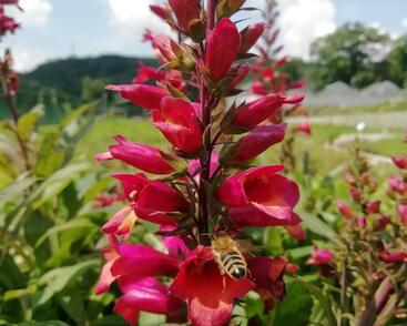 Náprstník 'Illumination Cherry Brandy'