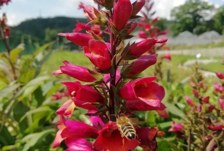 Náprstník 'Illumination Cherry Brandy' - Digitalis x hybrida 'Illumination Cherry Brandy'