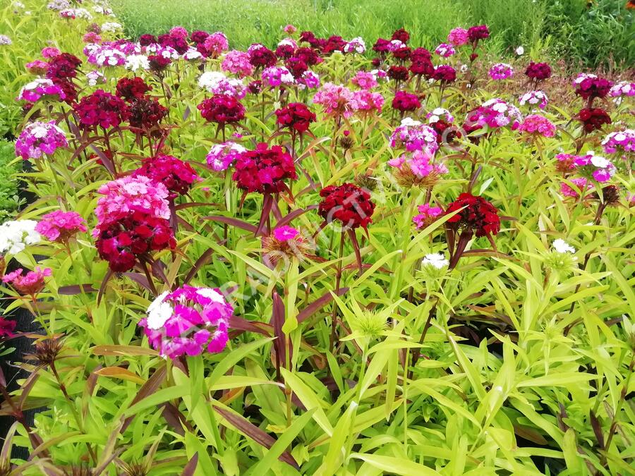 Hvozdík vousatý 'Dash Mix' - Dianthus barbatus 'Dash Mix'