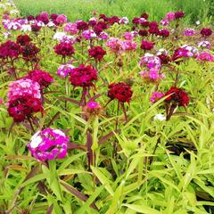 Hvozdík vousatý 'Dash Mix' - Dianthus barbatus 'Dash Mix'