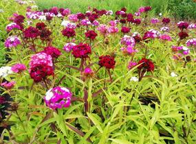 Hvozdík vousatý 'Dash Mix' - Dianthus barbatus 'Dash Mix'