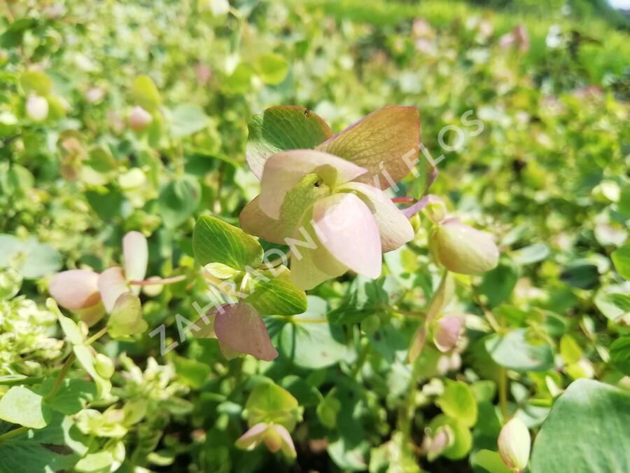 Oregano (Dobromysl) 'Kent Beauty' - Origanum rotundifolium 'Kent Beauty'