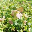 Oregano (Dobromysl) 'Kent Beauty' - Origanum rotundifolium 'Kent Beauty'