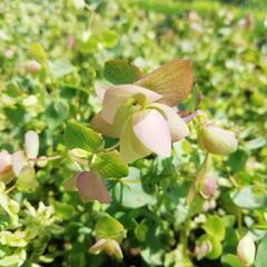 Oregano (Dobromysl) 'Kent Beauty' - Origanum rotundifolium 'Kent Beauty'