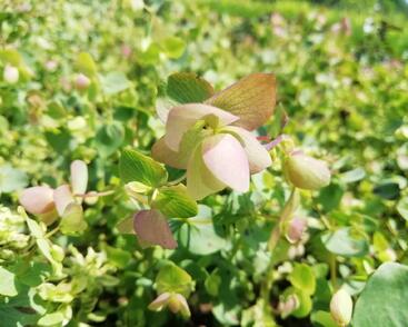 Oregano, dobromysl 'Kent Beauty'