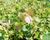Oregano, dobromysl 'Kent Beauty'