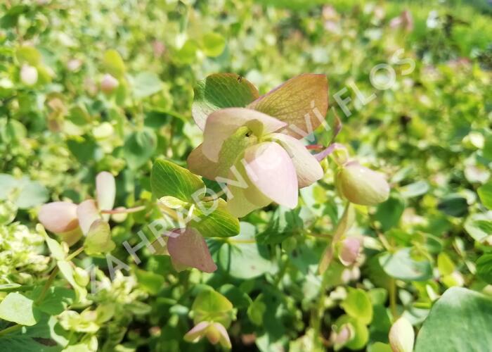 Dobromysl 'Kent Beauty' - Origanum rotundifolium 'Kent Beauty'