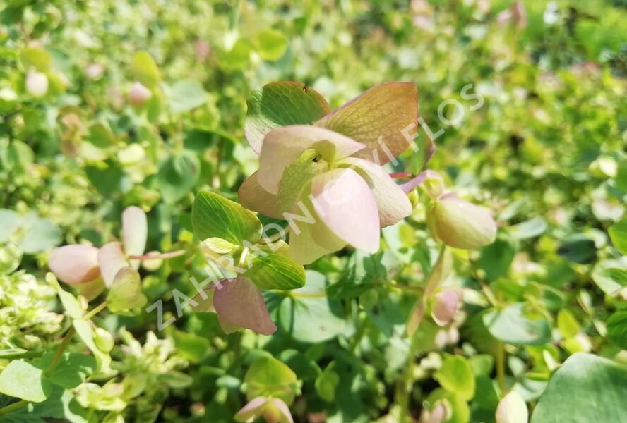 Oregano, dobromysl 'Kent Beauty' - Origanum rotundifolium 'Kent Beauty'