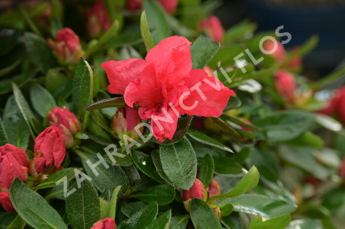 Azalka japonská 'Evergreen Red' - Azalea japonica 'Evergreen Red'
