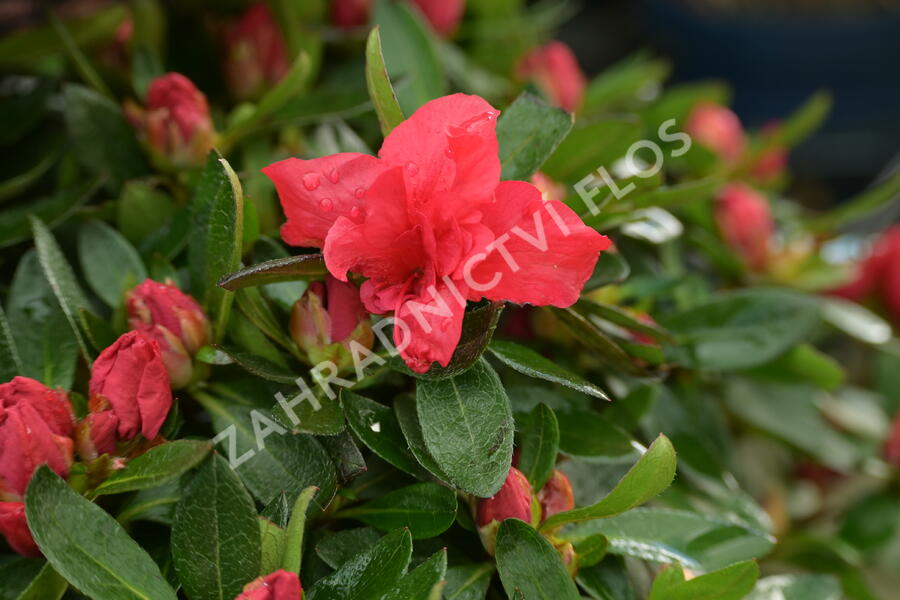 Azalka japonská 'Evergreen Red' - Azalea japonica 'Evergreen Red'