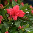 Azalka japonská 'Evergreen Red' - Azalea japonica 'Evergreen Red'