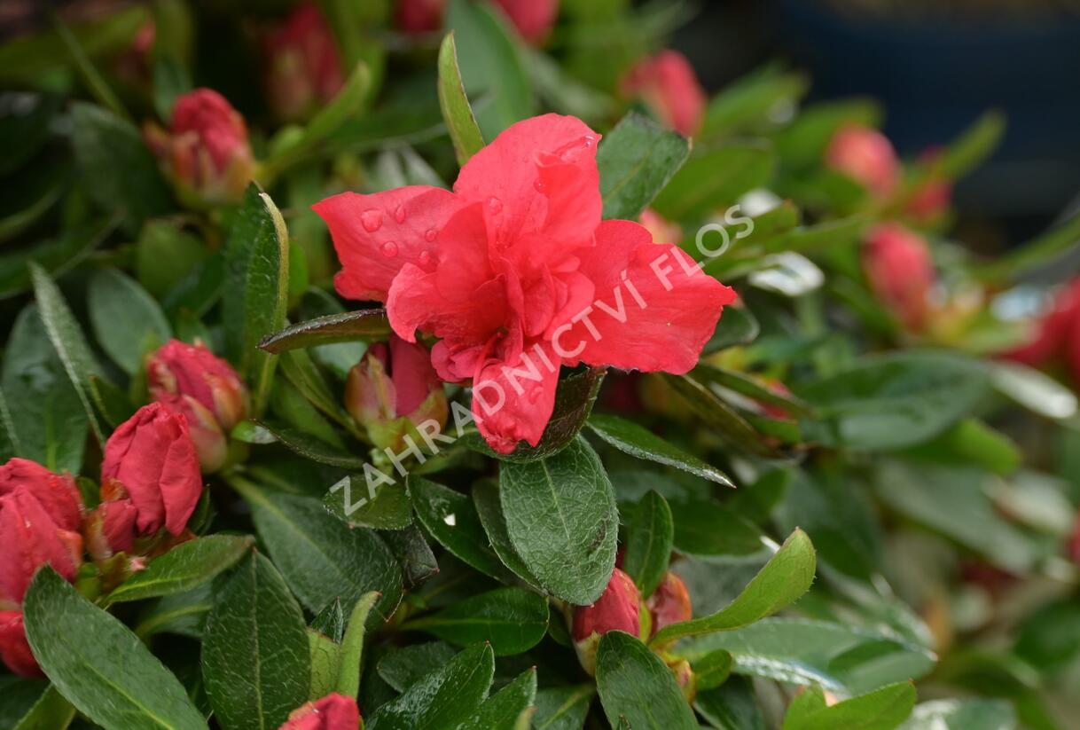 Azalka japonská 'Evergreen Red' - Azalea japonica 'Evergreen Red'