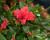 Azalka japonská 'Evergreen Red'