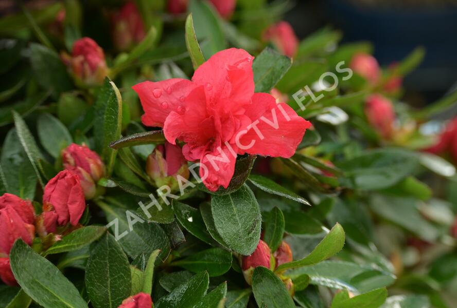 Azalka japonská 'Evergreen Red' - Azalea japonica 'Evergreen Red'