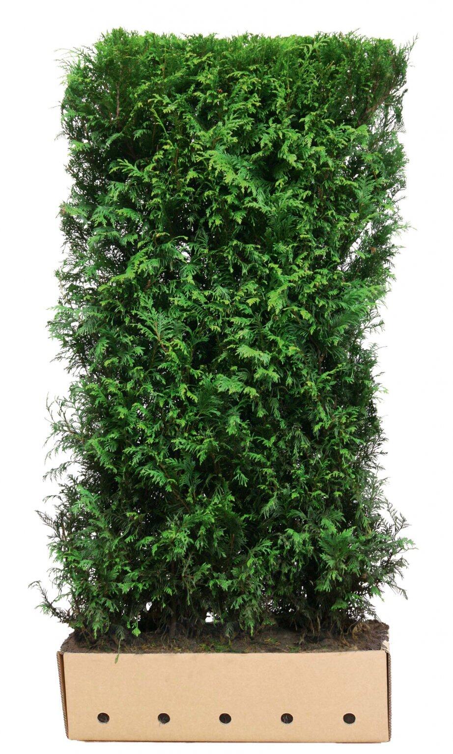T je Obrovsk Zerav asnat Martin P edp stovan iv Plot Thuja t-je-obrovsk-zerav-asnat-martin-p-edp-stovan-iv-plot-thuja