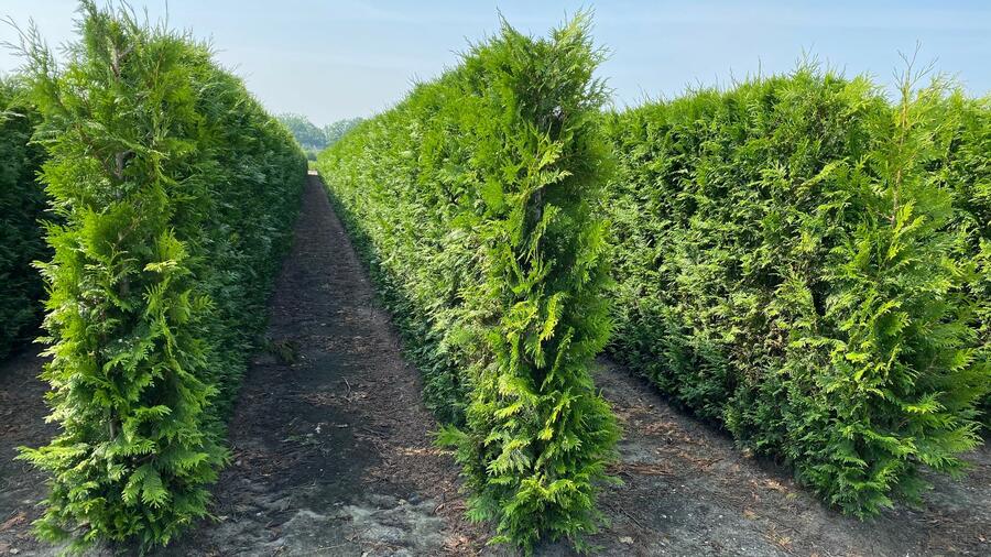 Zerav, túje řasnatá 'Martin' - předpěstovaný živý plot - Thuja plicata 'Martin' - předpěstovaný živý plot