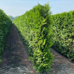 Zerav, túje řasnatá 'Martin' - předpěstovaný živý plot - Thuja plicata 'Martin' - předpěstovaný živý plot