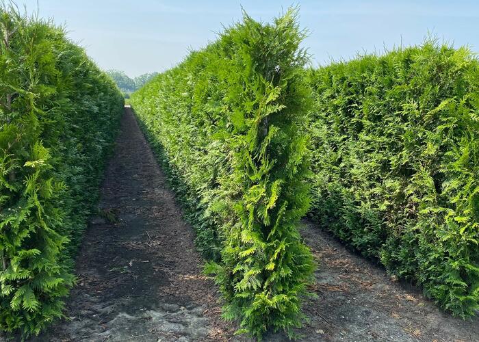 Zerav řasnatý 'Martin' - předpěstovaný živý plot - Thuja plicata 'Martin' - předpěstovaný živý plot