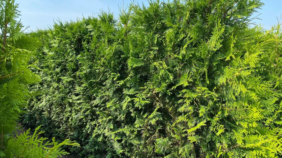 Zerav, túje řasnatá 'Martin' - předpěstovaný živý plot - Thuja plicata 'Martin' - předpěstovaný živý plot