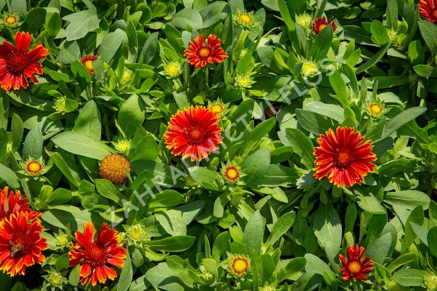 Kokarda osinatá 'Spin Top Yellow Touch' - Gaillardia aristata 'Spin Top Yellow Touch'