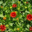 Kokarda osinatá 'Spin Top Yellow Touch' - Gaillardia aristata 'Spin Top Yellow Touch'