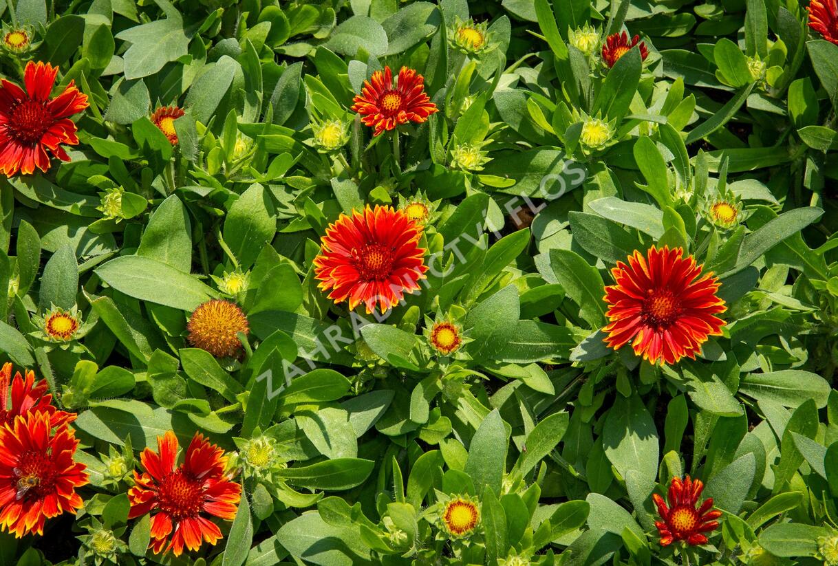 Kokarda osinatá 'Spin Top Yellow Touch' - Gaillardia aristata 'Spin Top Yellow Touch'