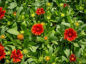 Kokarda osinatá 'Spin Top Yellow Touch' - Gaillardia aristata 'Spin Top Yellow Touch'