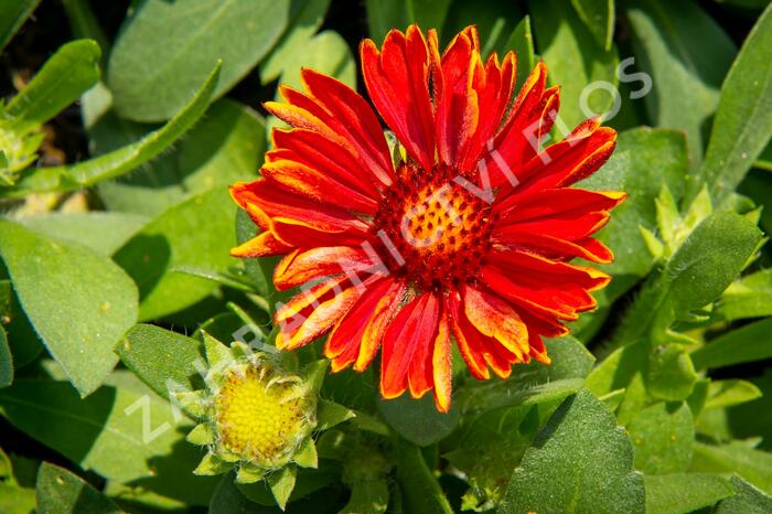 Kokarda osinatá 'Spin Top Yellow Touch' - Gaillardia aristata 'Spin Top Yellow Touch'